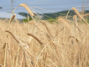 収穫前の大麦
